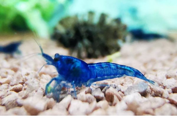 Dark Blue – Neocaridina davidi